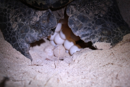 Turtle and Eggs