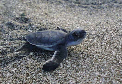 black turtle from Naranjo hatch