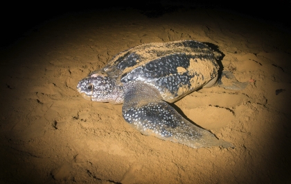 Leatherback Sea Turtle (Dermochelys coriacea)crawled ashore to lay their eggs